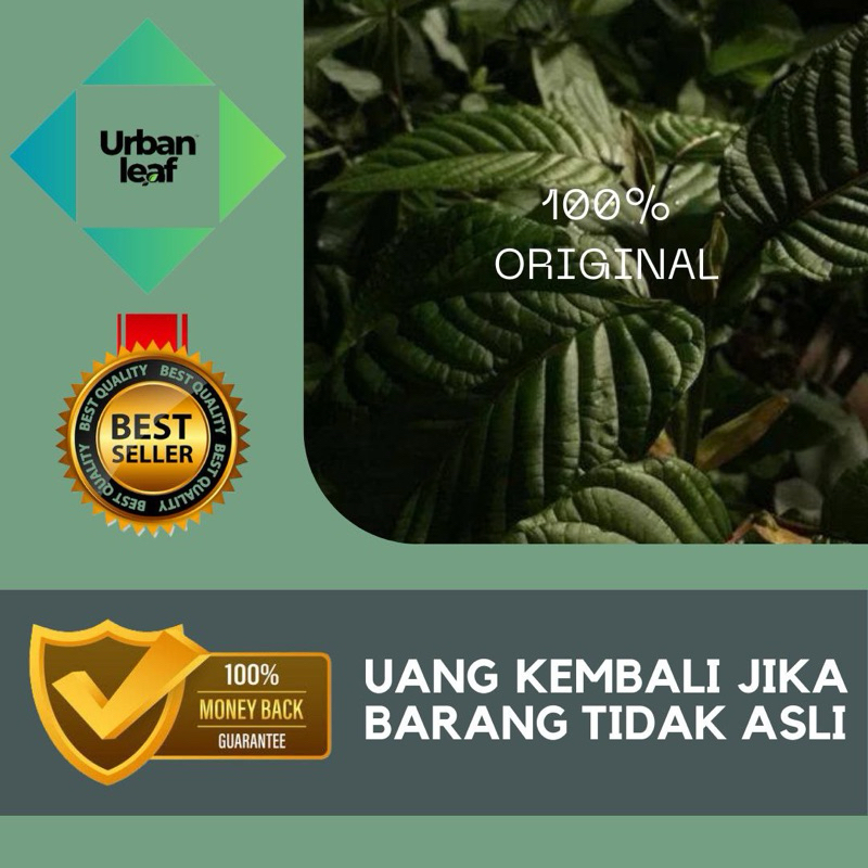 

( geratis 130 GRAM )URBAN LEAF bubuk purli bubuk daun purli bubuk purli purlik bubuk hijau herbal