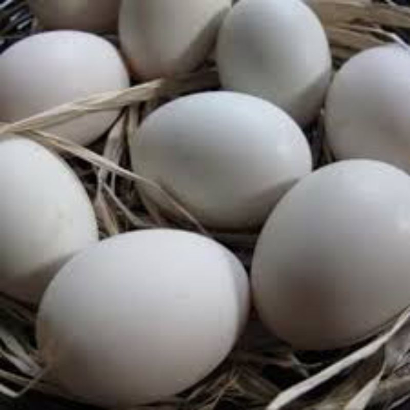

Telur angsa fresh jamu konsumsi