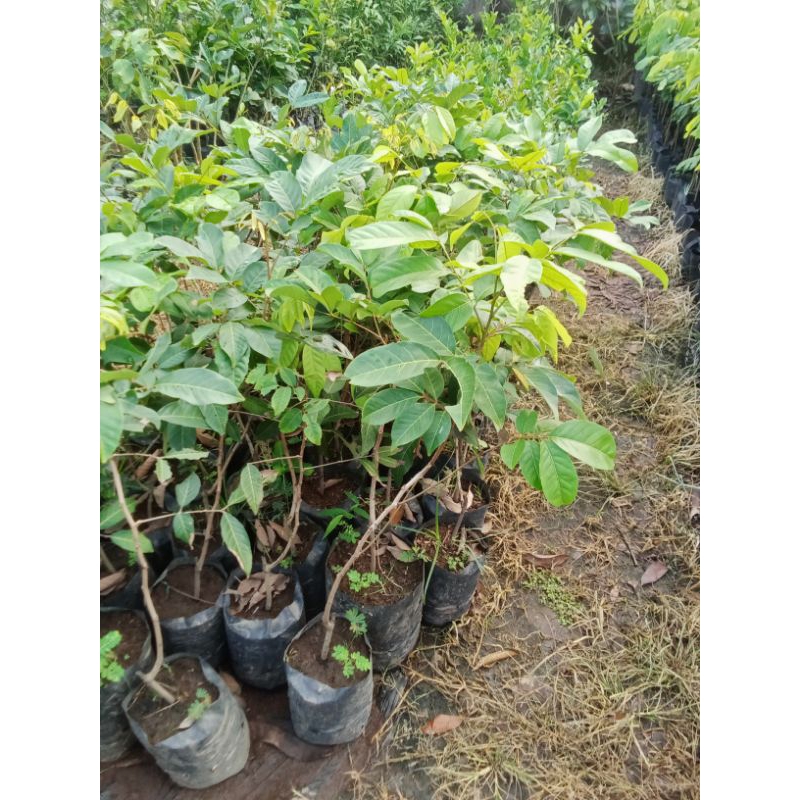 

Bibit Rambutanrapiahcangkok