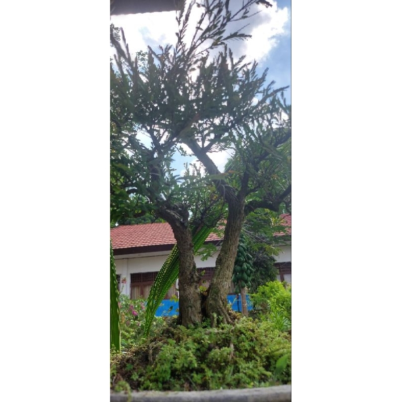 Bonsai Cendrawasih Siap Pajang