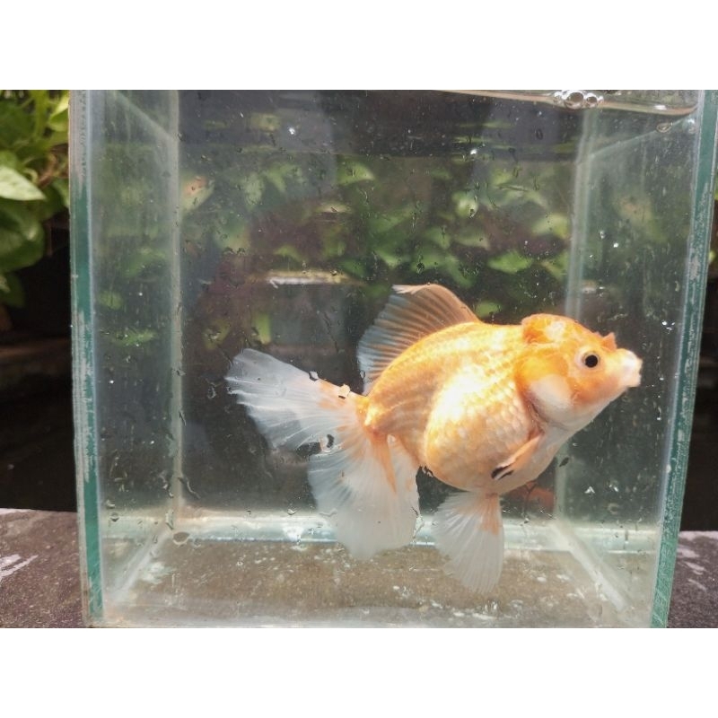ikan mas koki oranda Rosetail