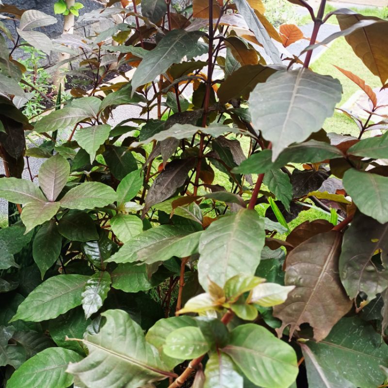 

Daun wungu segar daun ambeien 50 lembar