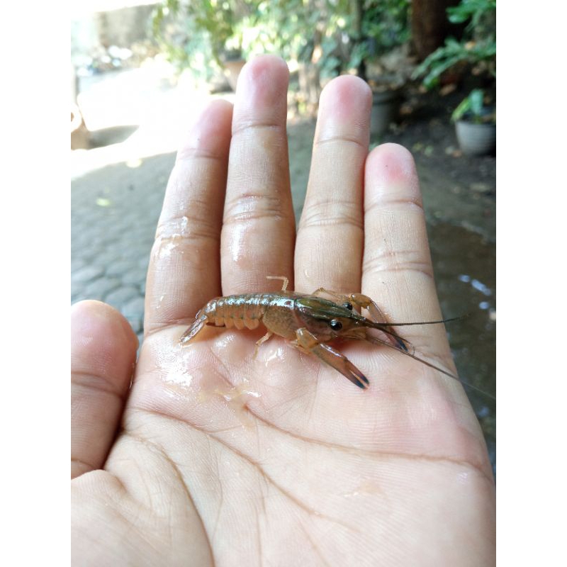 Lobster Air Tawar / Red Claw