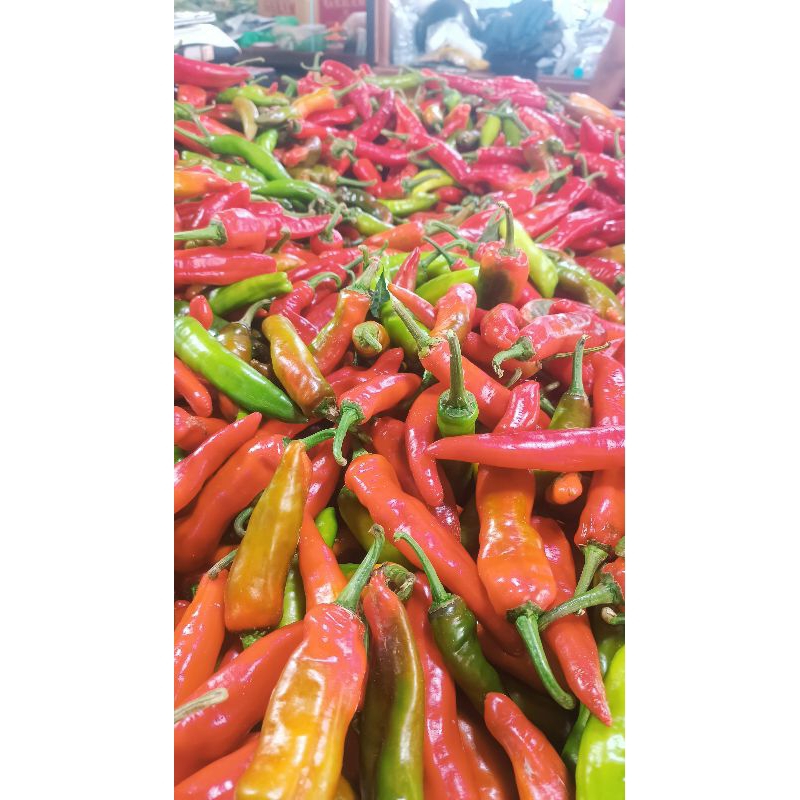 

Cabe Merah Besar Pontianak