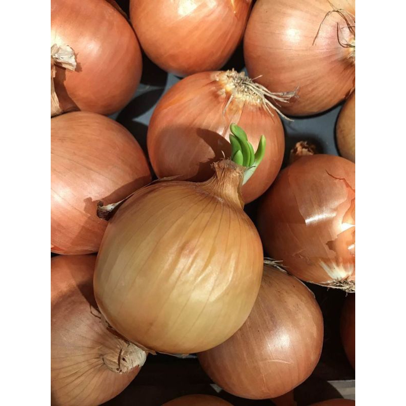 

Bawang Bombay 1 kg