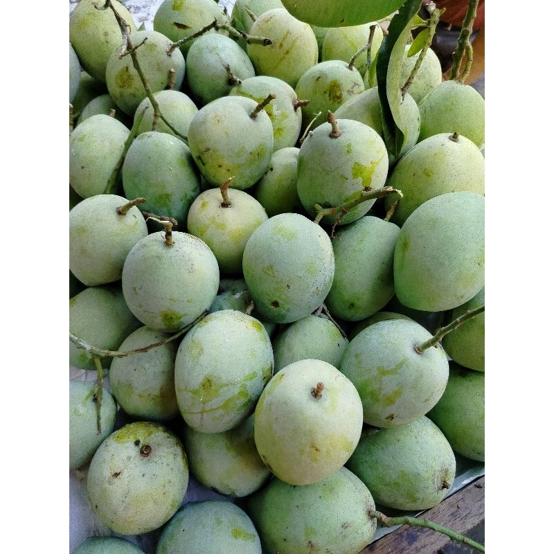 

buah mangga Indramayu /kg