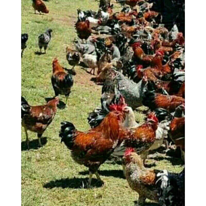 

Telur pertil ayam AKA RAJA atau MARDI ory pure line untuk di tetaskan .