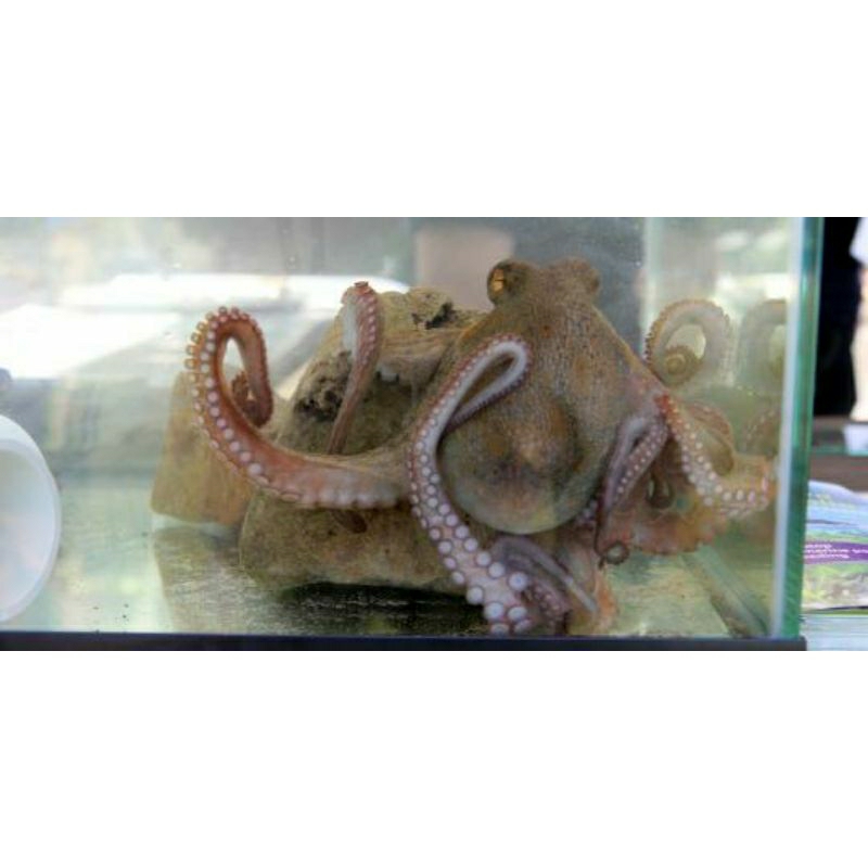 

IKAN HIAS BABY OCTOPUS