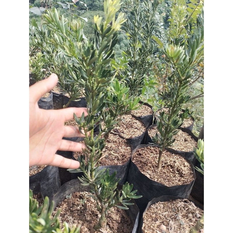 lohansung cincuan blue / blue cincuan 30 cm