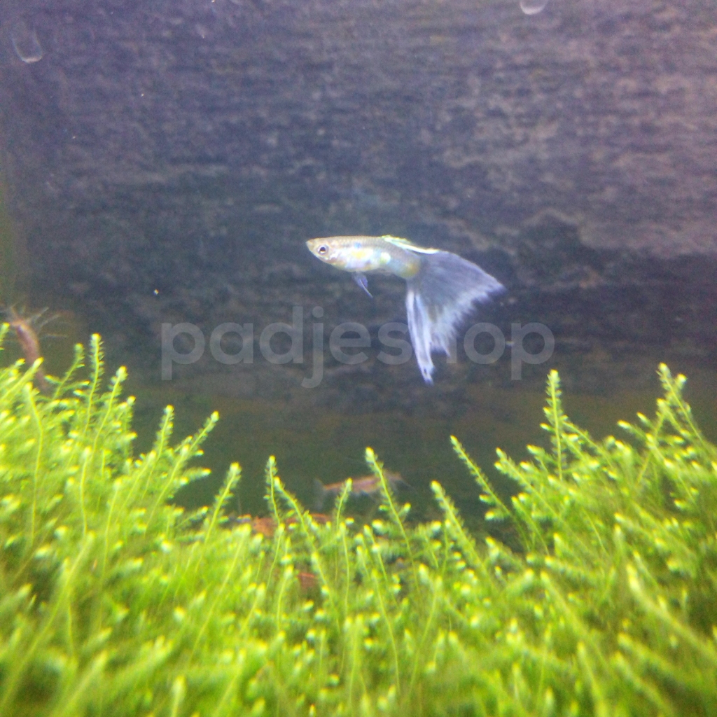 guppy cendolan campuran male female murah hiasan akuarium