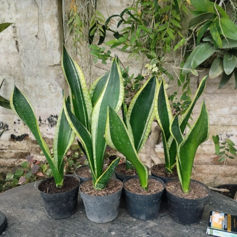 sansivera / lidah mertua serii black gold