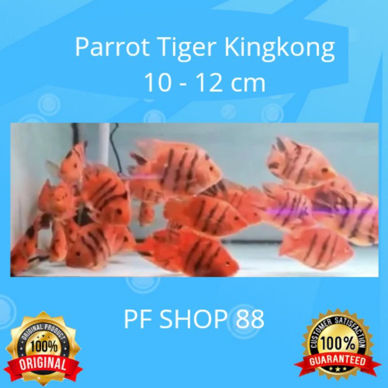 Ikan hias Parrot Tiger Kingkong 10 - 12 cm