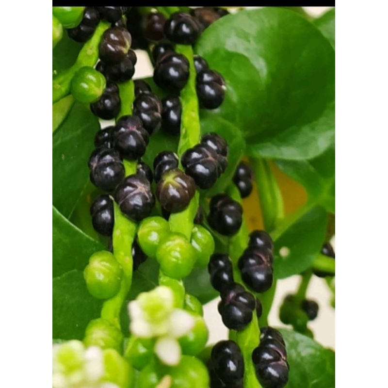 

Buah binahong segar, 50 biji, obat struk alami