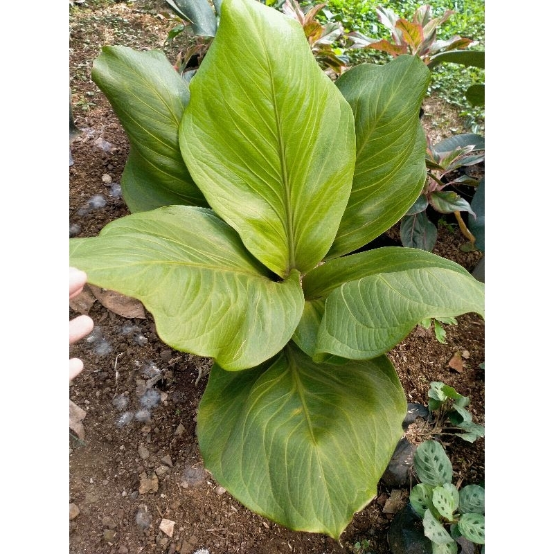 jemani cobra size dewasa