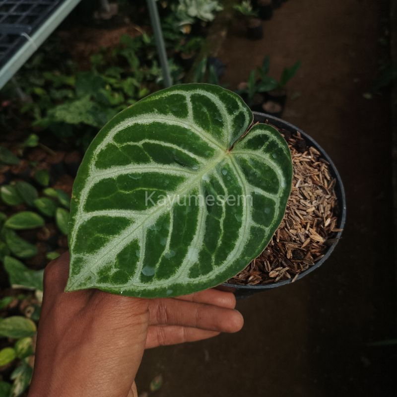 OBRALL - Anthurium Kuping Gajah Hybrid