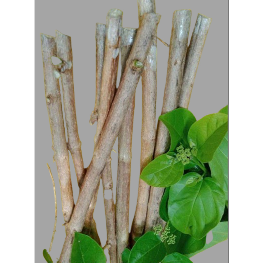 Bahan stek bonsai Wahong laut/Singkel/Waung/Buas-buas/Premna per Kilo