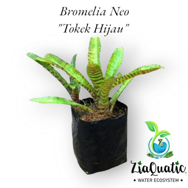 Bromelia Neo "Tokek Hijau" - Tanaman Hias Paludarium Cryptanthus Indoor/Outdoorplant