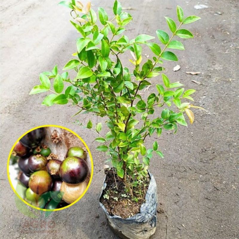 bibit anggur brazil SABARA (sudah siap berbunga)