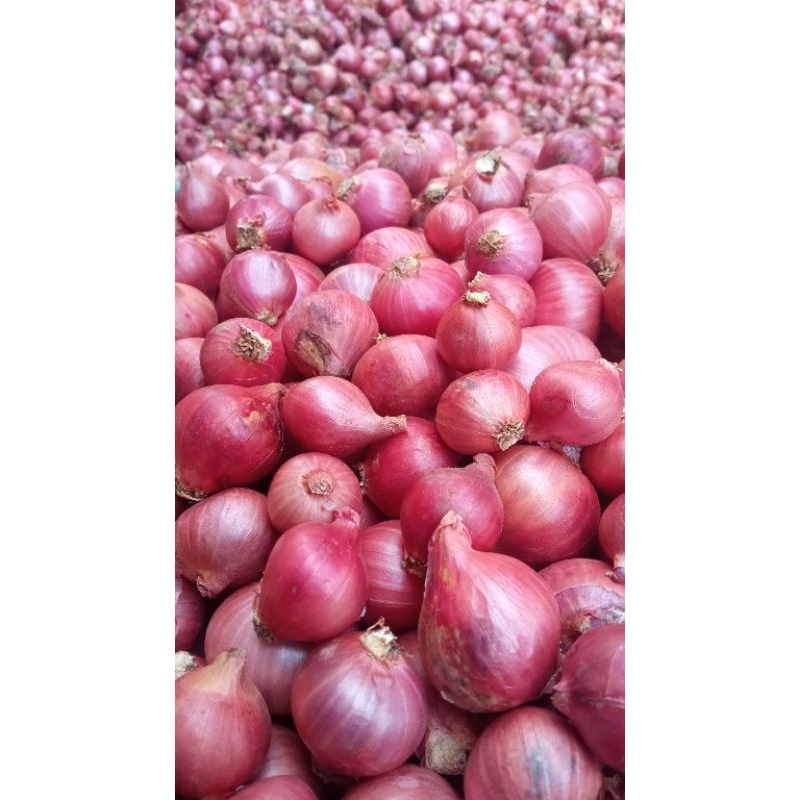 

Bawang merah daerah garut