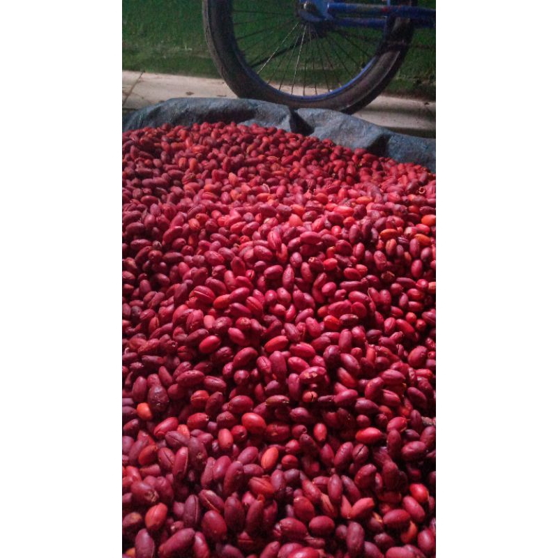 

kulit melinjo fres seger