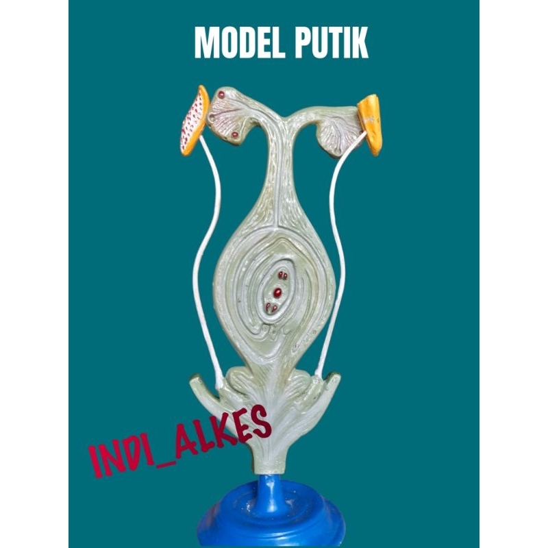 

Alat Peraga Model Putik Bunga / Putik Bunga / Putik