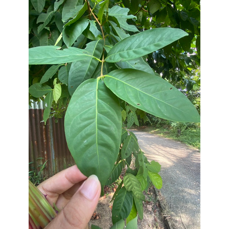 

Daun Salam || Jual Per Lembar