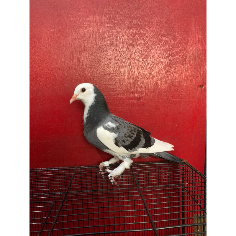 Burung Merpati BLANTONG Jembros Megan Grade B Merpati Tinggi Kolong