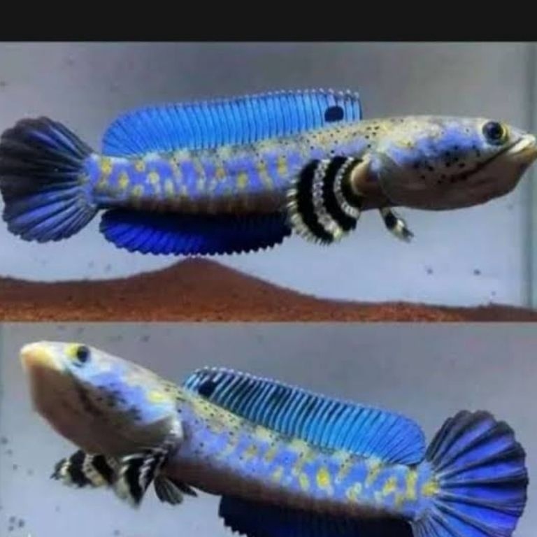 KODE B5C Blue PULCRA grade A single tank