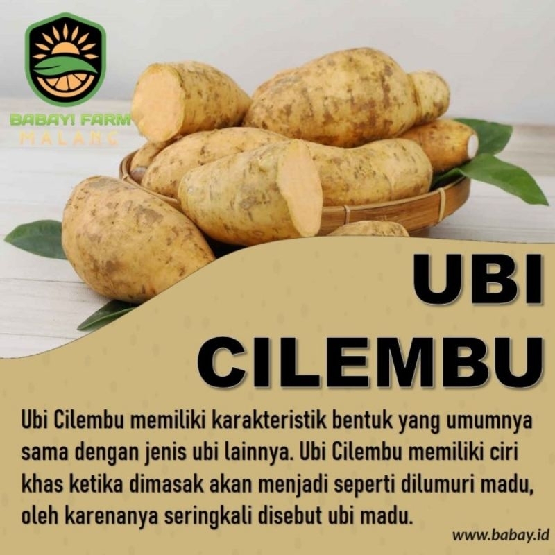 

Ubi Cilembu-Ubi Madu mentah 1kg murah di ambil dadakan