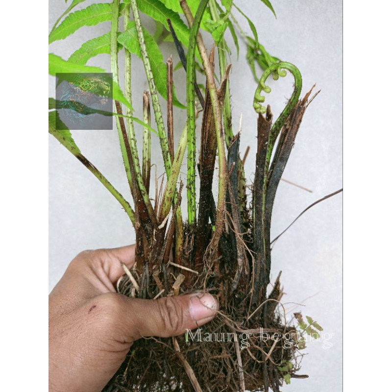 

Bibit pakis sayur berakar siap tanam