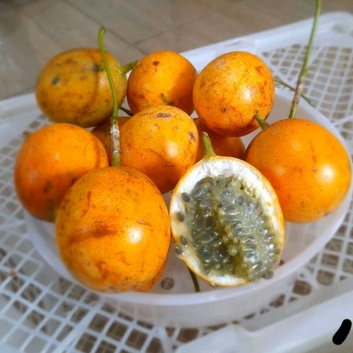 

Buah Markisa Manis segar 1kg - Matang Di Pohon