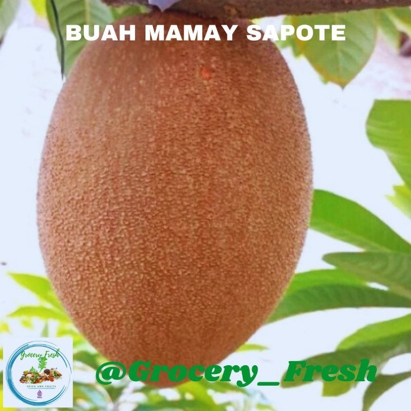 

Buah Mamay Sapote Sawo Jumbo Besar Fresh Manis