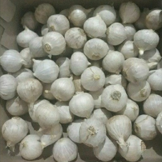 

bawang putih tunggal super putih 1kg/free kardus packing baru