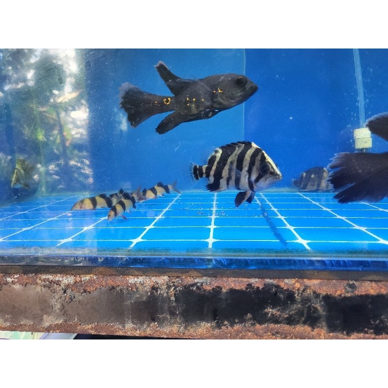 datz sumatra 3bar kptor