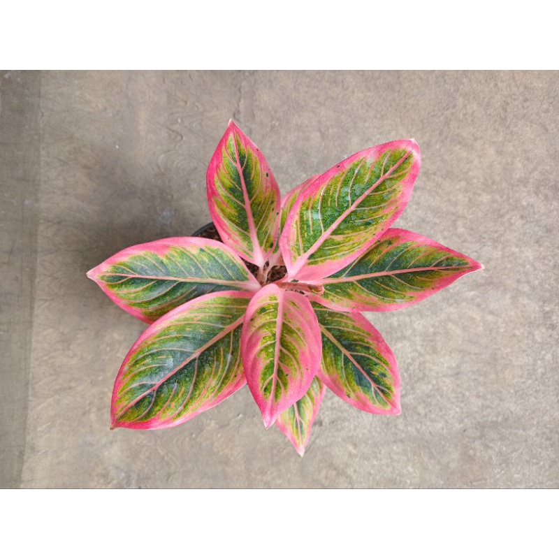 Aglonema Lotus Original Rimbun Tanaman Hias Koleksi