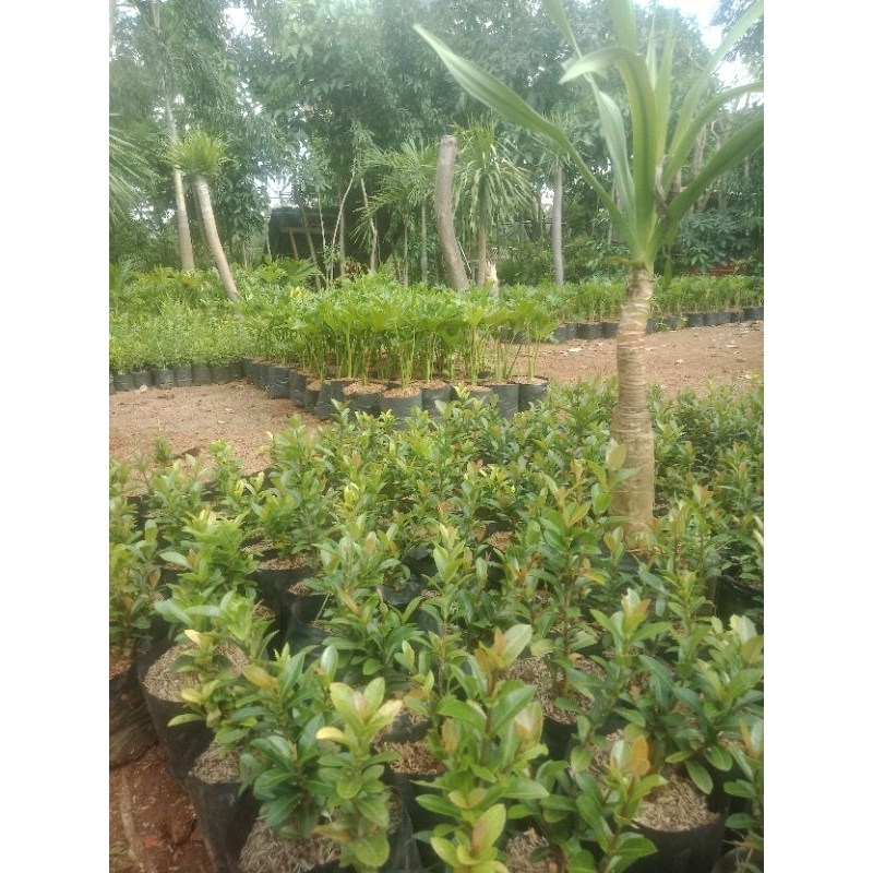 tanaman bunga soka merah