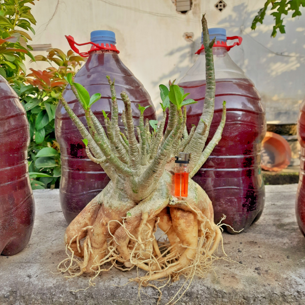 Adenium Hybrid | Godji x Aradakwean | Indukan