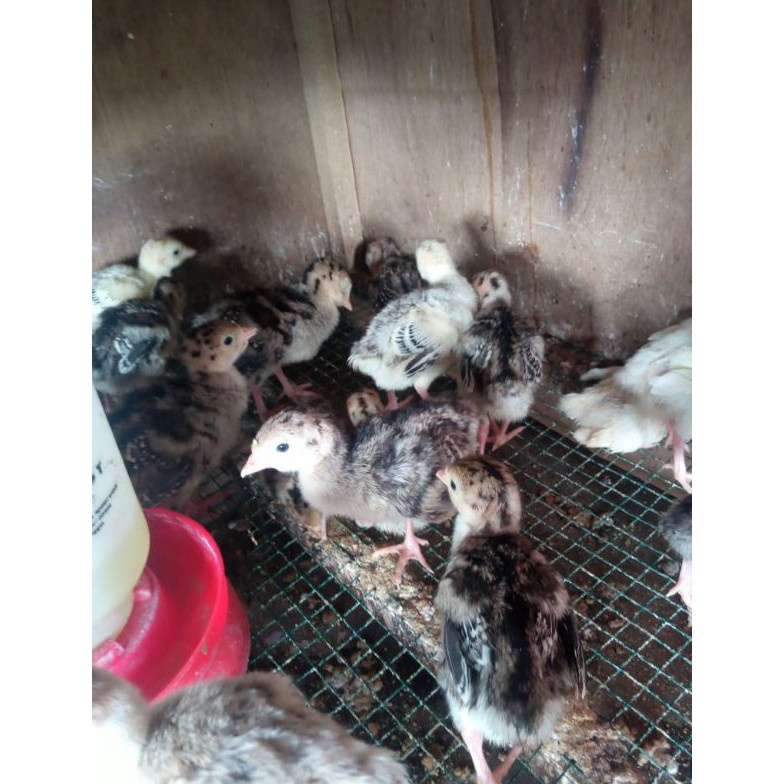 kalkun  ayam kalkun  anak ayam kalkun  bibit kalkun KODE W7W3