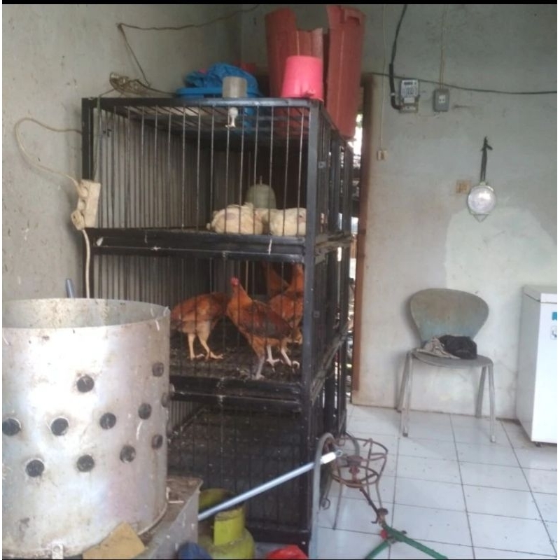 

Ayam Kampung Utuh Dipotong / Disembelih Dadakan Fresh