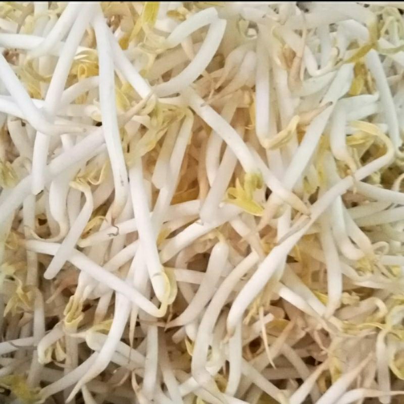 

Kecambah kacang hijau 100 gram