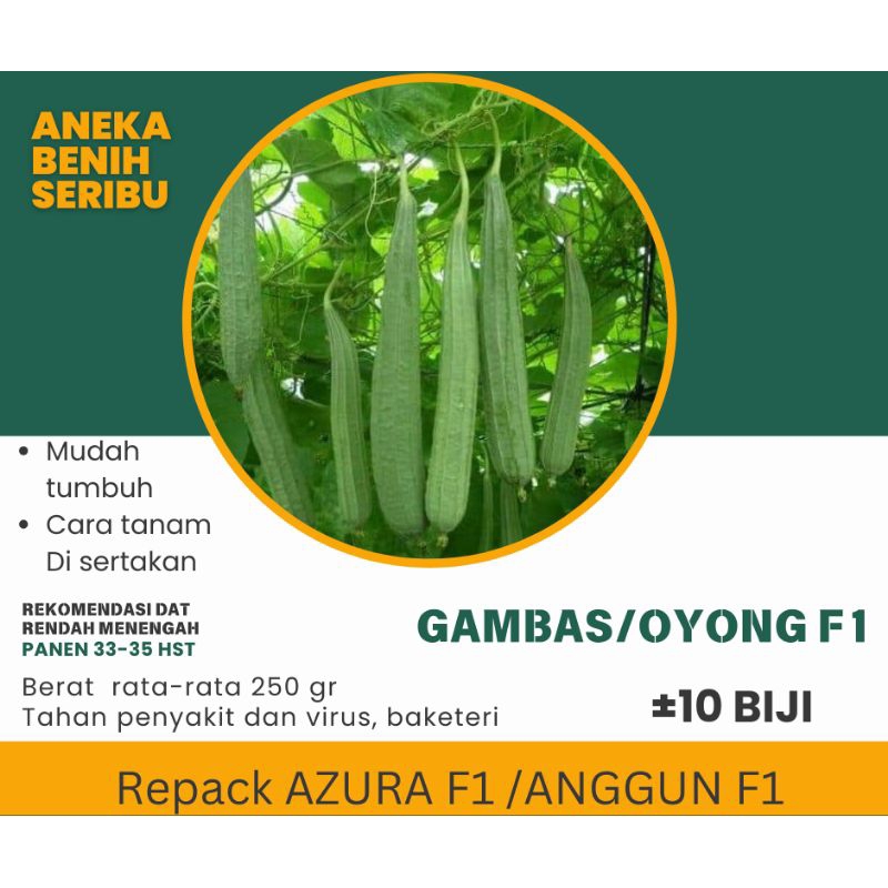 

Biji Benih Gambs/Oyong F1 Benih Gambas Benih Oyong