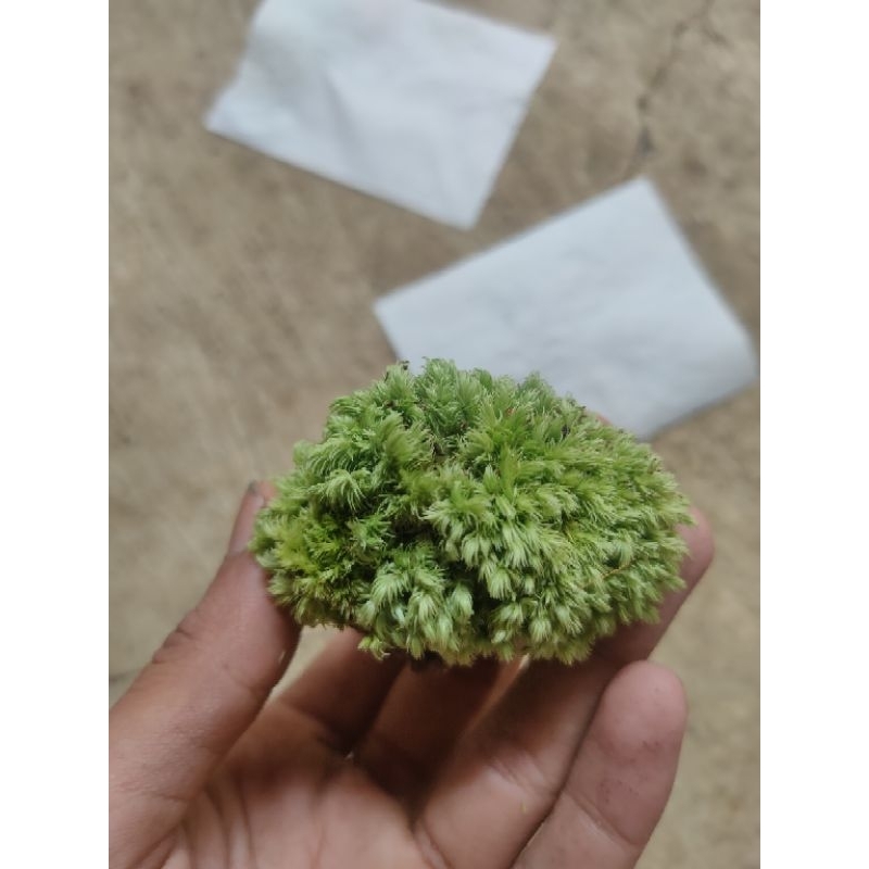 batu lavarock moss paludarium-terrarium-tanamanair