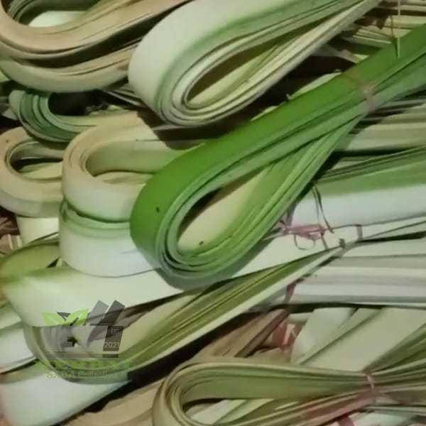 

Daun Kelapa Janur Kelapa Fresh Per Ikat 20 LEMBAR