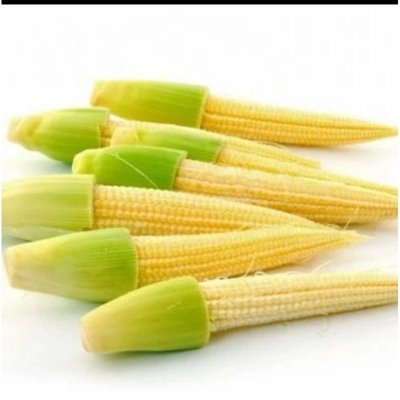 

Jagung Putren Jagung Kecil Muda