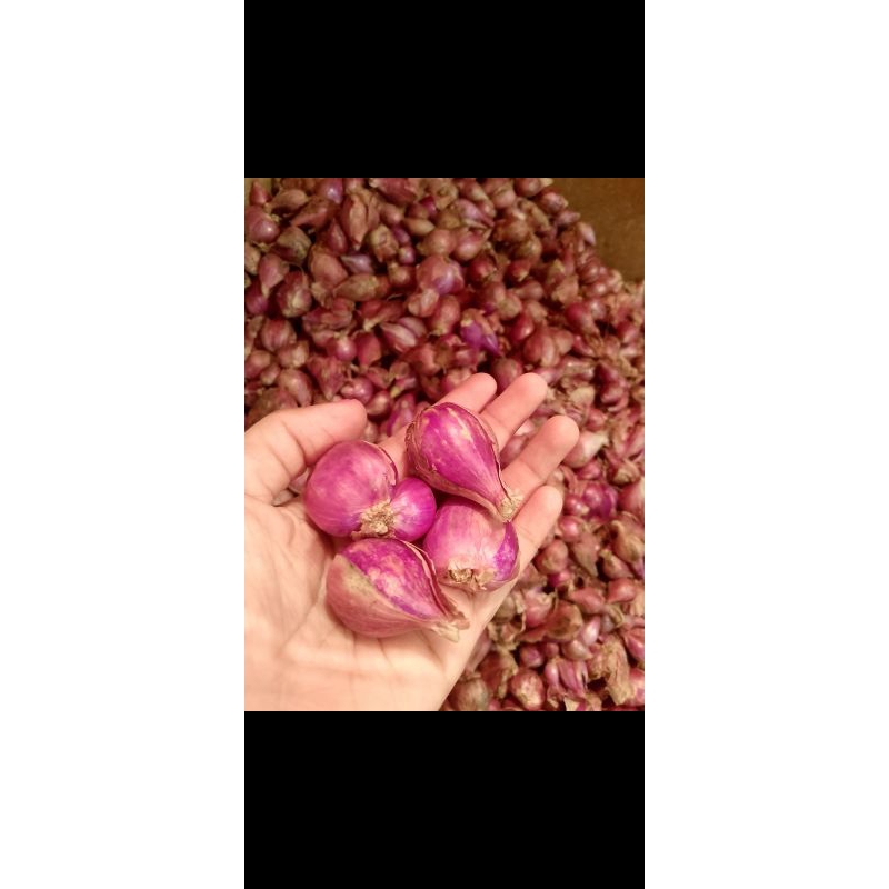 

Bawang merah berebes