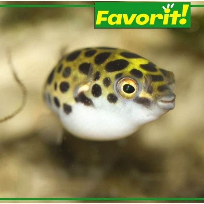 Puffer FIsh Green Spotted Ikan Hias Aquascape Hiasan Aquarium Tanaman