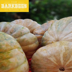 

Pumpkin Labu Kuning