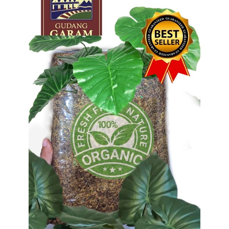 

daun talas organik