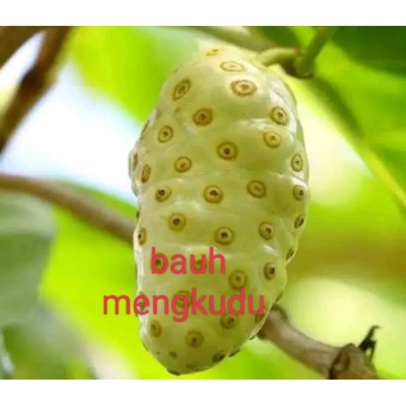 

BUAH MENGKUDU ASLI