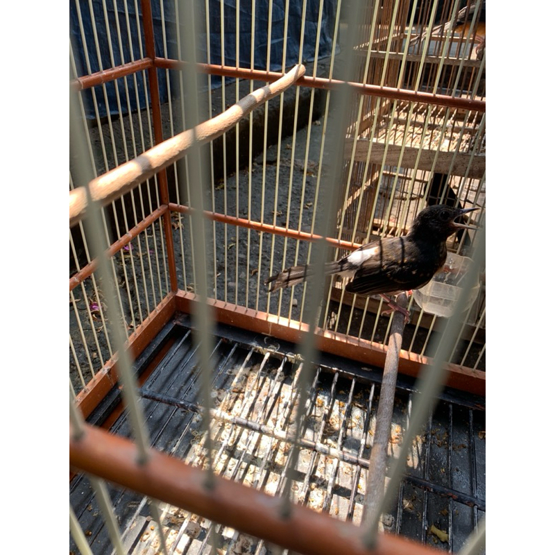 murai batu jantan trotolan garansi jantan